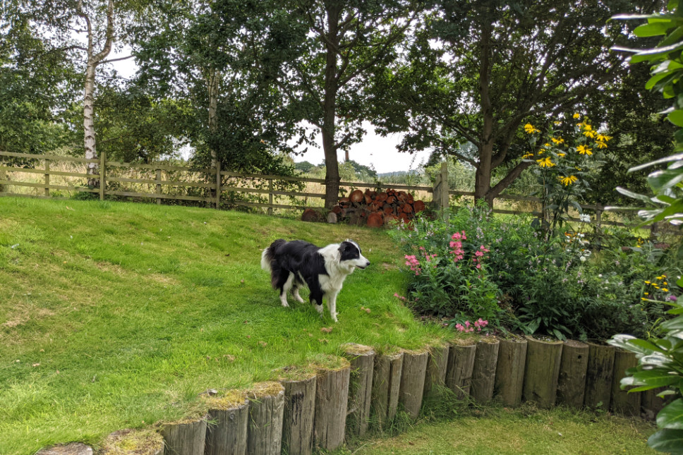 Resident Collie Tess in the Holly Cottage garden