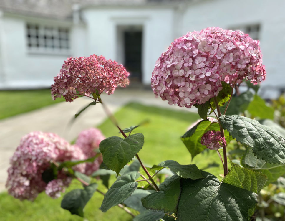 Hydrangeas