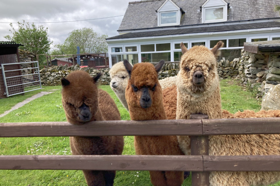Meet the Alpacas - Yogi, Booboo, Ranger & D'jango 